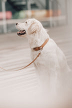 Kollu Hundehalsband - LABBVENN