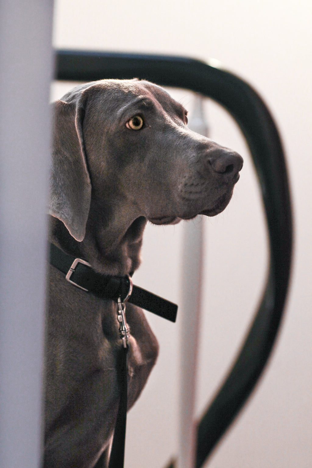 Kollu Hundehalsband - LABBVENN