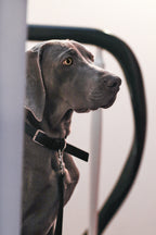 Kollu Hundehalsband - LABBVENN