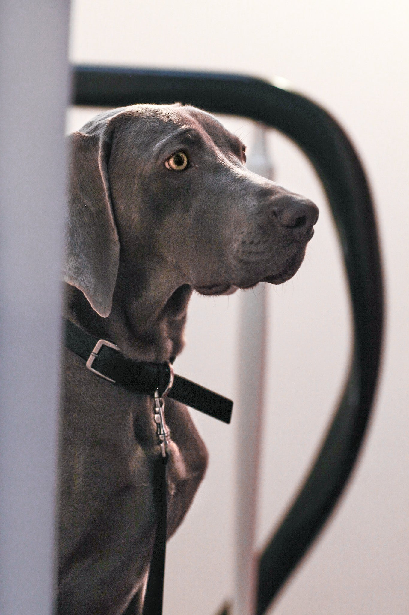Kollu Hundehalsband - LABBVENN