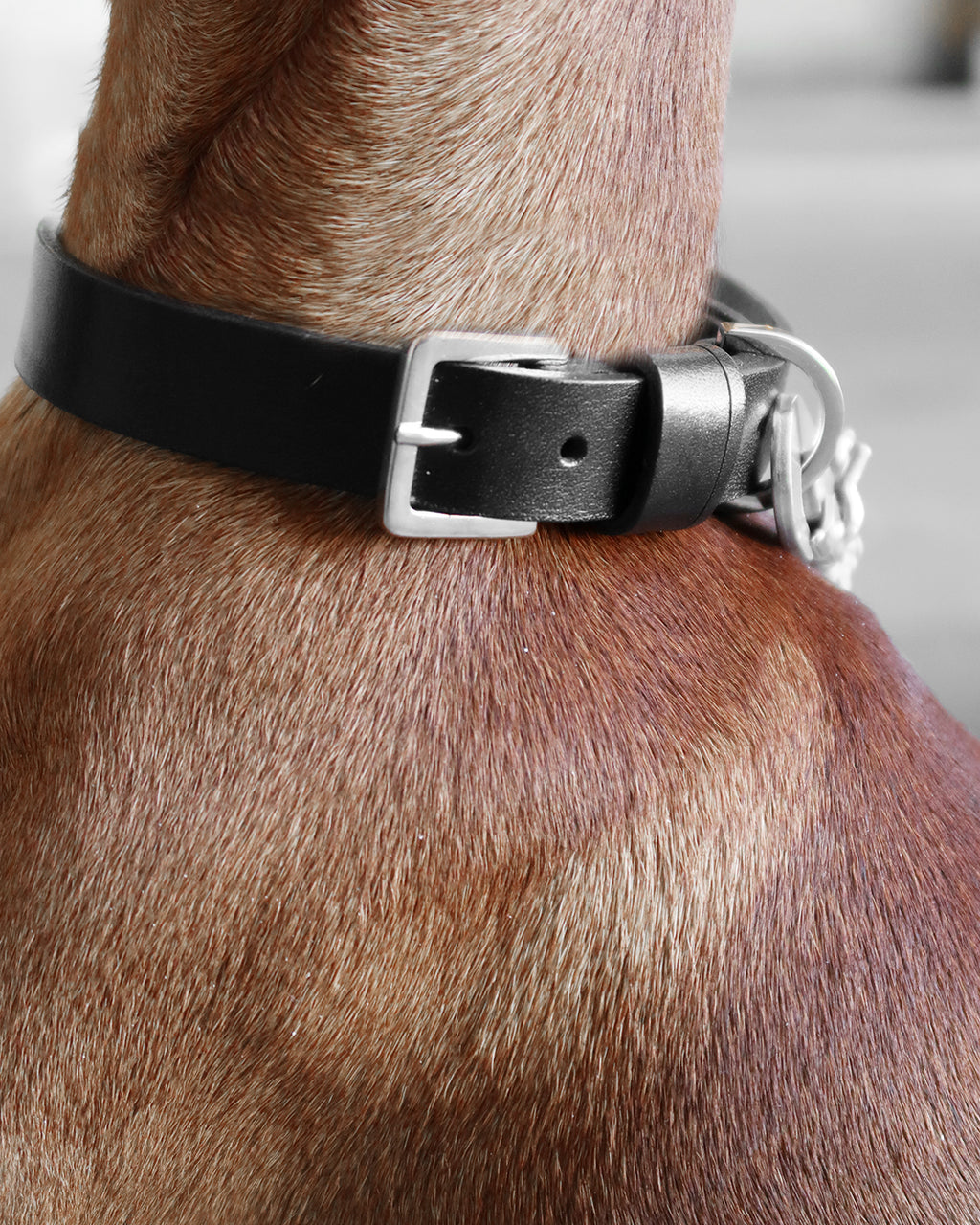 Kollu Hundehalsband - LABBVENN