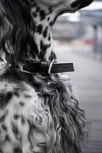 Kollu Hundehalsband - LABBVENN