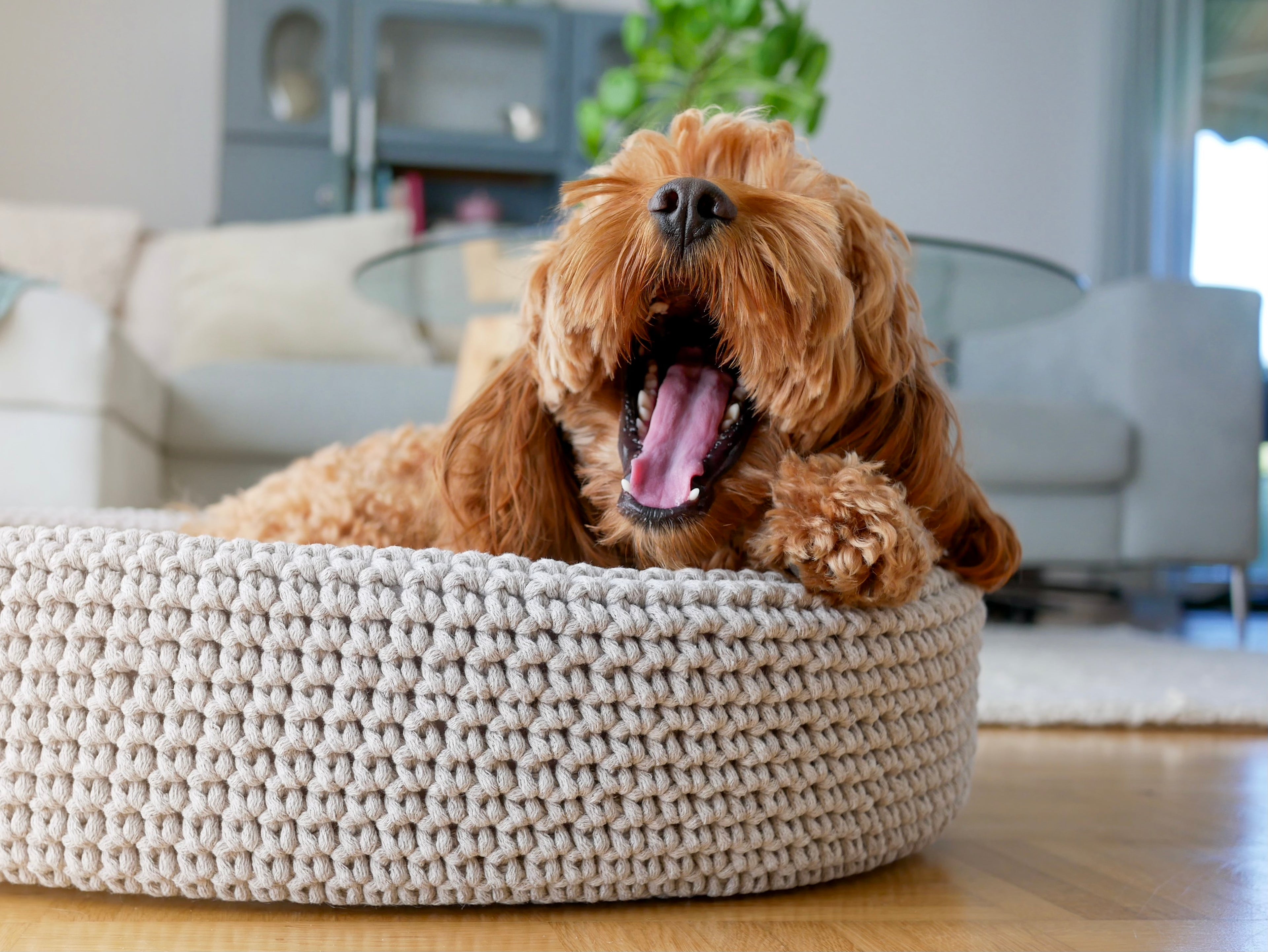 Lukko Hundebett - LABBVENN
