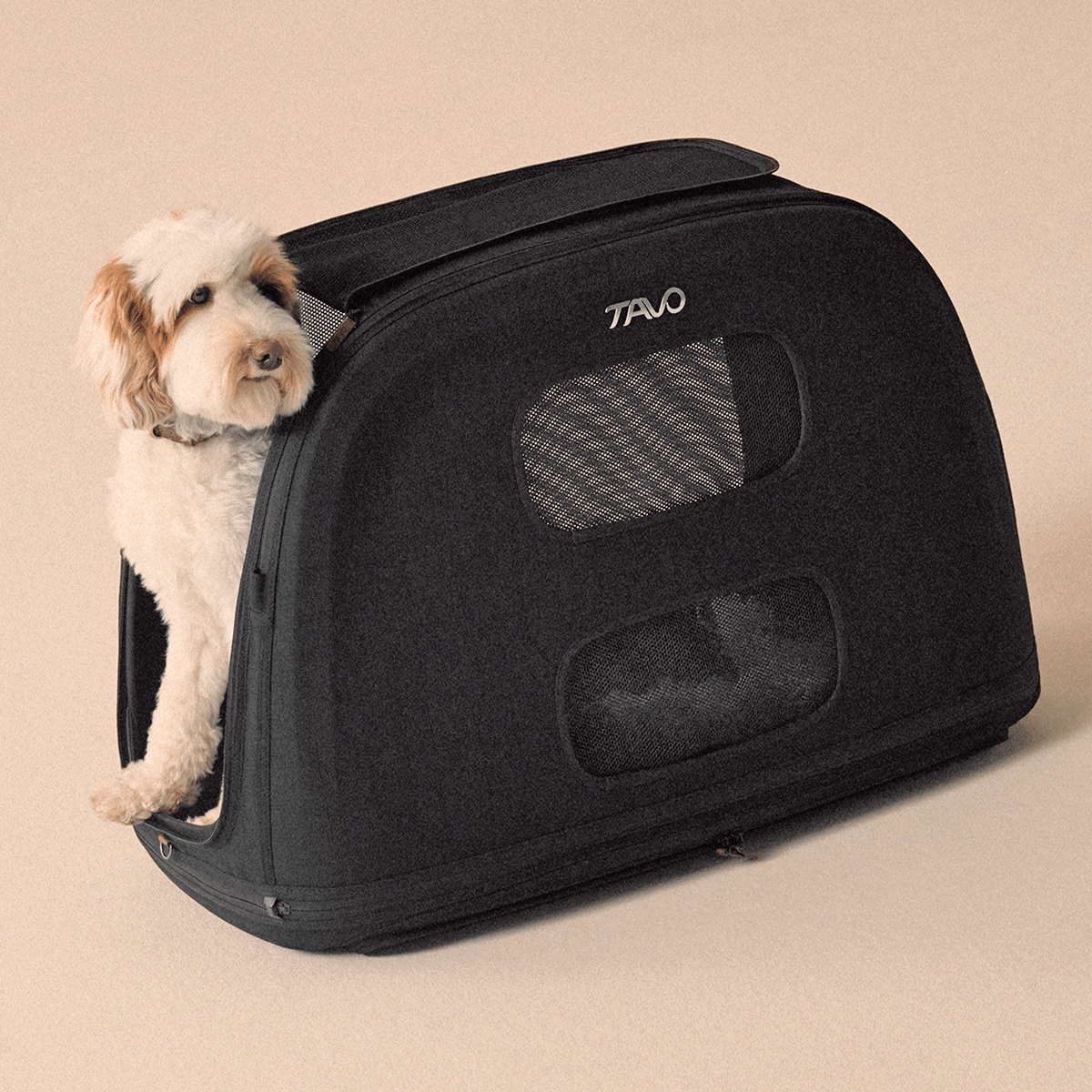 Crispin - TAVO Pets