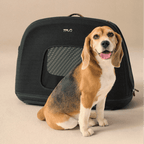 Crispin - TAVO Pets