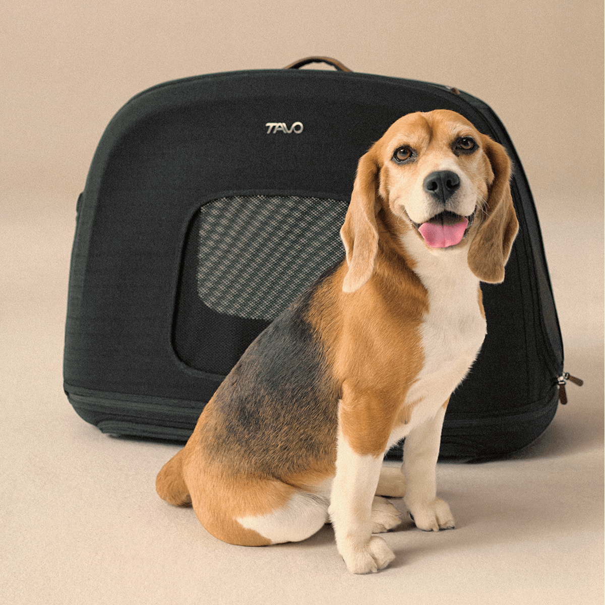 Crispin - TAVO Pets