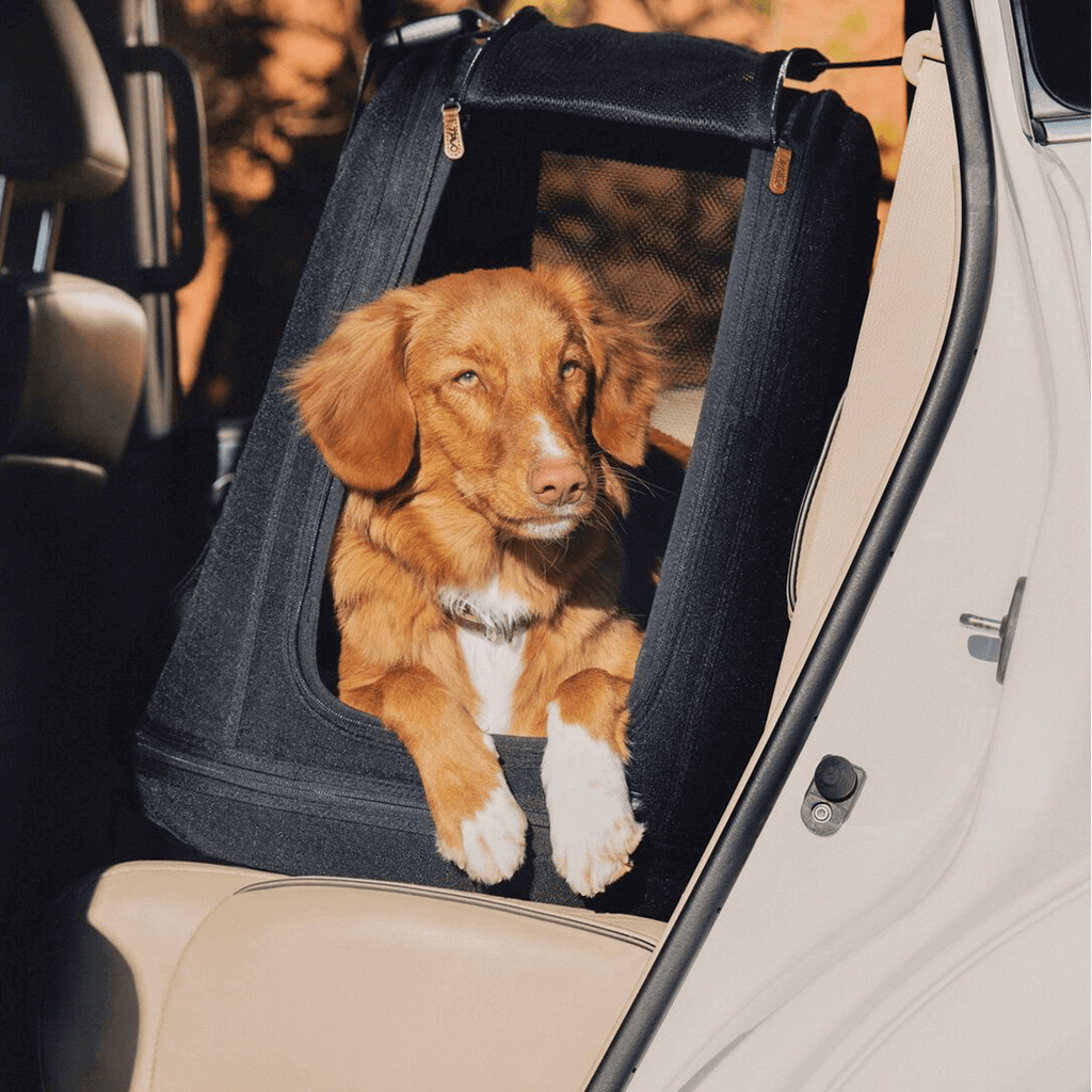 Crispin - TAVO Pets