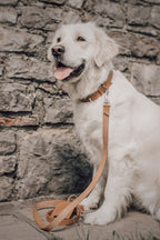 Kollu Hundehalsband - LABBVENN
