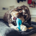 Zogoflex Qwizl Puzzle -  West Paw